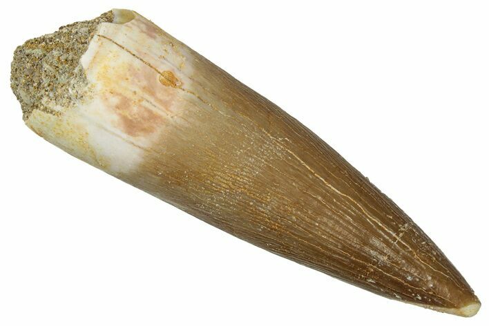 Fossil Plesiosaur (Zarafasaura) Tooth - Morocco #349872